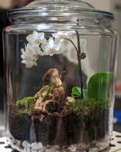   Orquídeas en miniatura