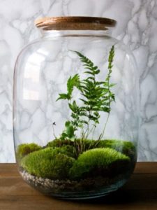 Paprocie (Pallaea Rotundifolia) - Rośliny do szkła
