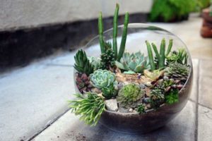 Cacti - Rośliny do szkła