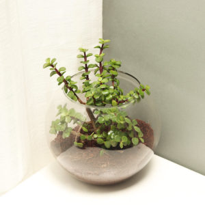 Planta de jade (Crassula ovata)