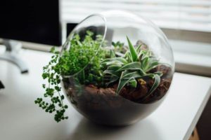 Najlepsze rośliny do szkła