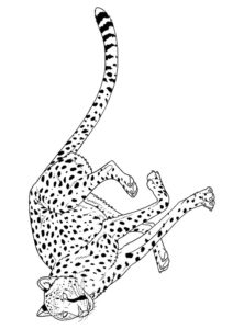 Omaľovanka gepard 
