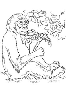 Página para colorear mono