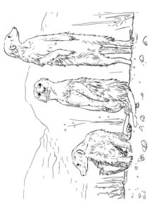 Omalovánky surikata