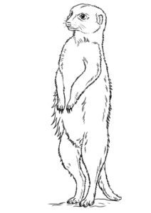 Kreslená surikata