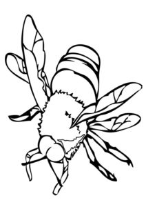 Omaľovánka včela