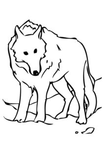Omalovánky vlk