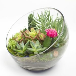 Rostliny pro otevřené sklo