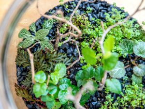 Péče o rostliny ve skle