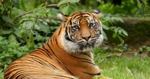 Zvieratá na t 1. Tiger 