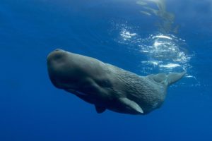 Zwierzęta na v 4. wieloryb spermowy