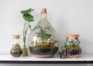 rostliny na sklo