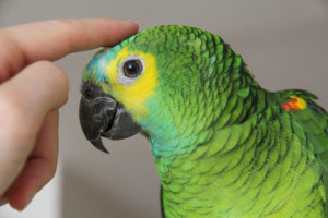 Których wyrażeń słownych większość ptaków domowych uczy się łatwo Jak nauczyć papugę mówić