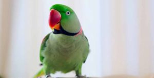 Cómo saber si es un parloteo o si su pájaro está diciendo algo de verdad Cómo enseñar a hablar a un loro