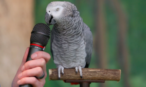   Cómo conseguir que un pájaro empiece a decir una frase con una palabra nueva cuando no para de repetir lo mismo Cómo enseñar a hablar a un loro 