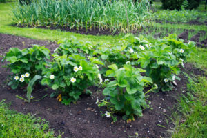 Jak sadzić truskawki w gruncie