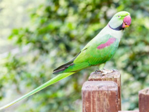Farby a znaky Alexander veľký papagáj