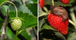 Pěstování jahod a jejich škůdci