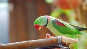 Strava a výživa Papoušek Alexandr Veliký