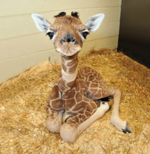 La jirafa bebé más mona - animales bebés