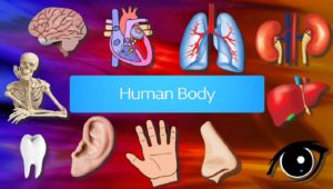 100 zaujímavosti o ľudskom tele