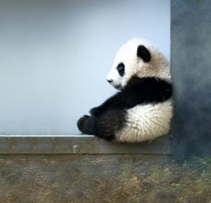 Zabawny panda cub