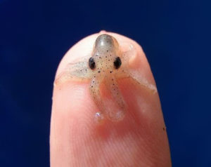 Rozkošné mláďa chobotnice