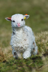 Najsłodsza owieczka na świecie.