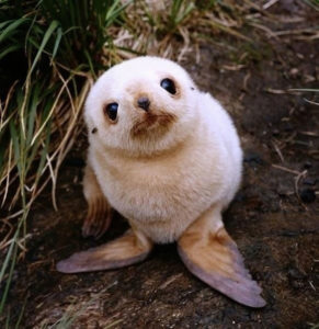 La foca bebé más mona