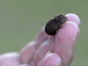 Najroztomilejšie mláďa chameleóna
