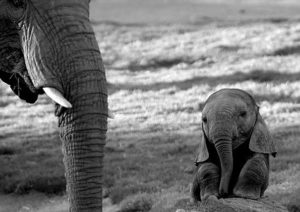 Adorable elefantito
