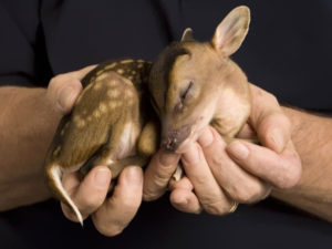 Adorable bebé ciervo