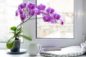 Aká je najlepšia zmes orchideí
