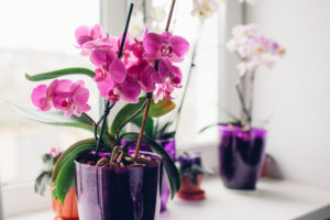 ¿Cuáles son las necesidades de luz de las orquídeas?