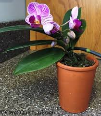 ¿Qué temperatura necesitan las orquídeas?
