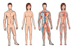 Datos sobre el cuerpo humano