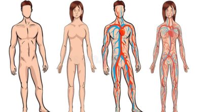 Fakty o ľudskom tele
