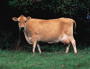 Historia Krowy rasy Jersey