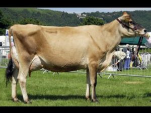 Krowy mleczne rasy Jersey 