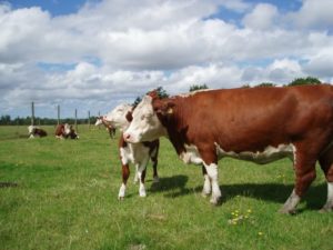 Kravy plemená Hereford