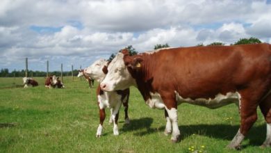 Kravy plemená Hereford