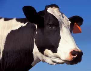 Kravy plemená Holštajnský dobytok