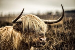 Rasy krów Szkockie bydło górskie - Krowy hodują