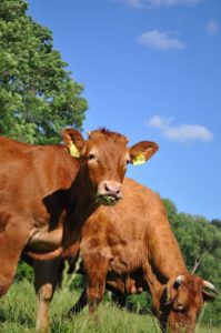 Limousinský dobytok