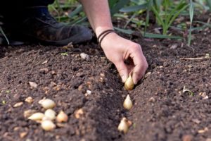 ¿Debo cultivar cebollas a partir de semillas o de plantones?