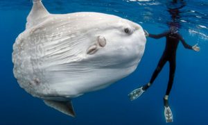 Największa ryba świata - Mola alexandrini