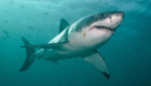 El pez más grande del mundo  - Gran tiburón blanco