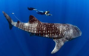 El pez más grande del mundo - Tiburón ballena