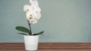 Prostredie pre rast orchideí v súvislosti so starostlivosťou o orchidey