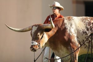 Texas Longhorn Cattle - Krowy hodują